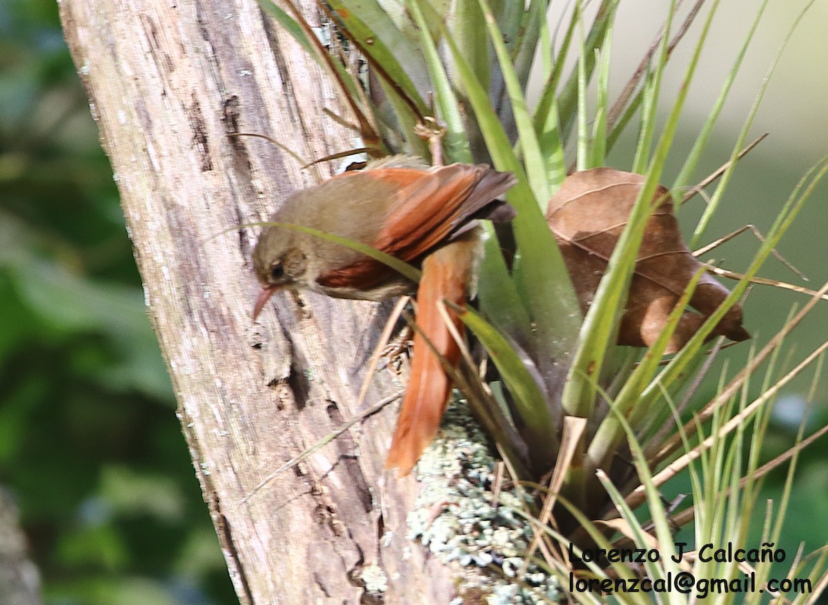 Crested Spinetail - ML252350211