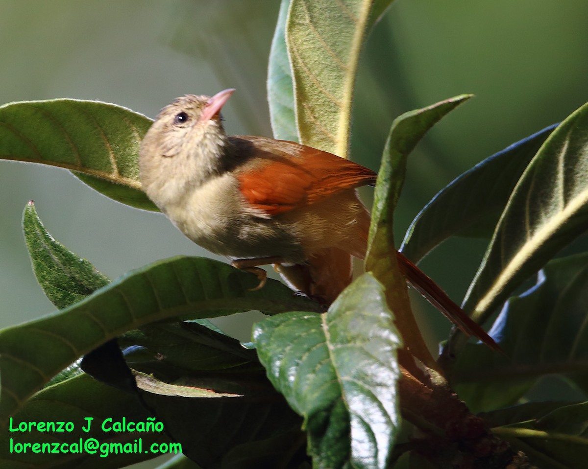 Crested Spinetail - ML252350221