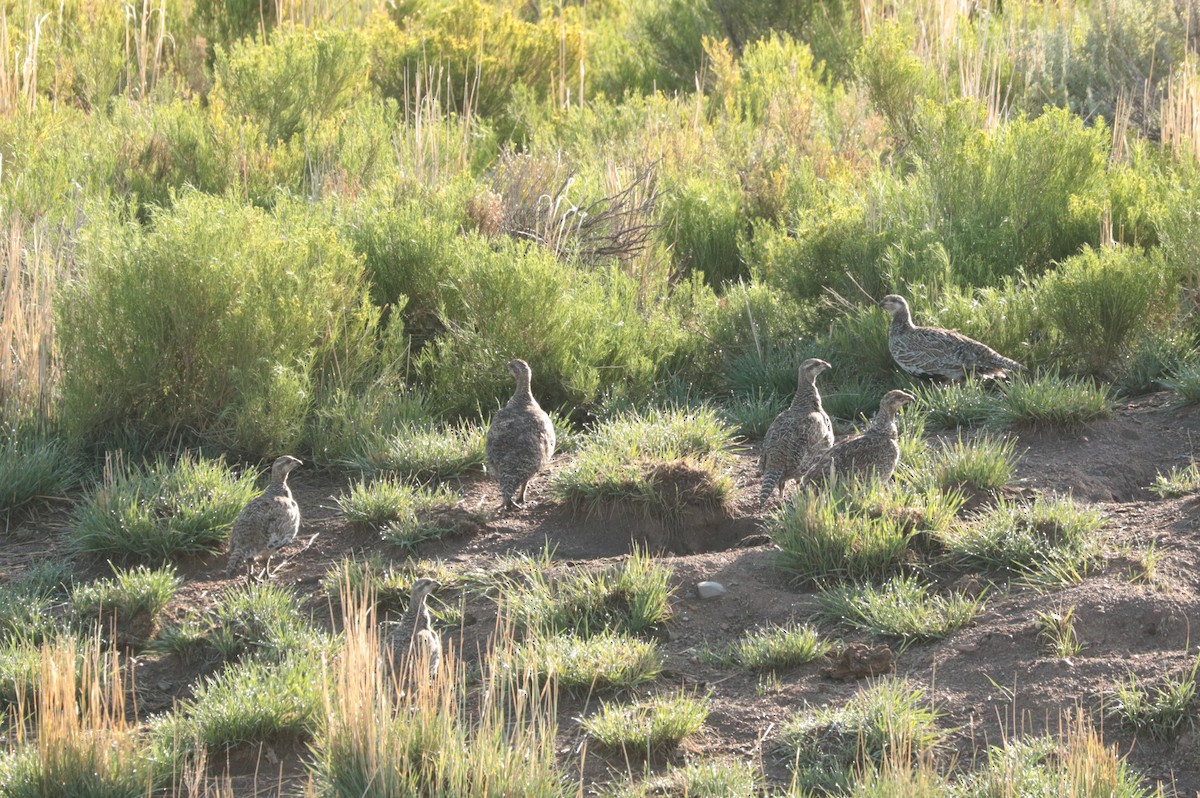 Gunnison Sage-Grouse - ML252350281