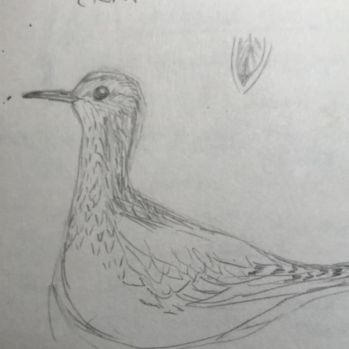 Upland Sandpiper - ML252350381