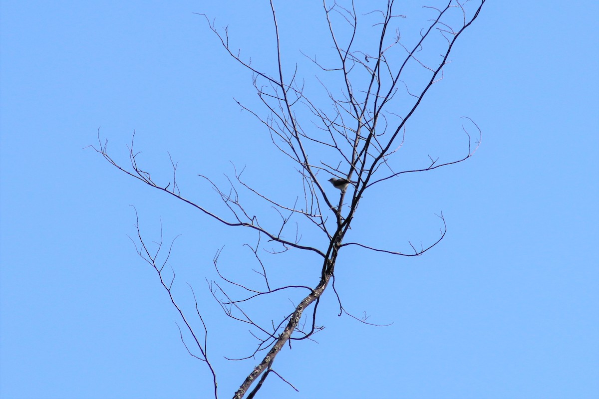 Tufted Titmouse - ML252350421