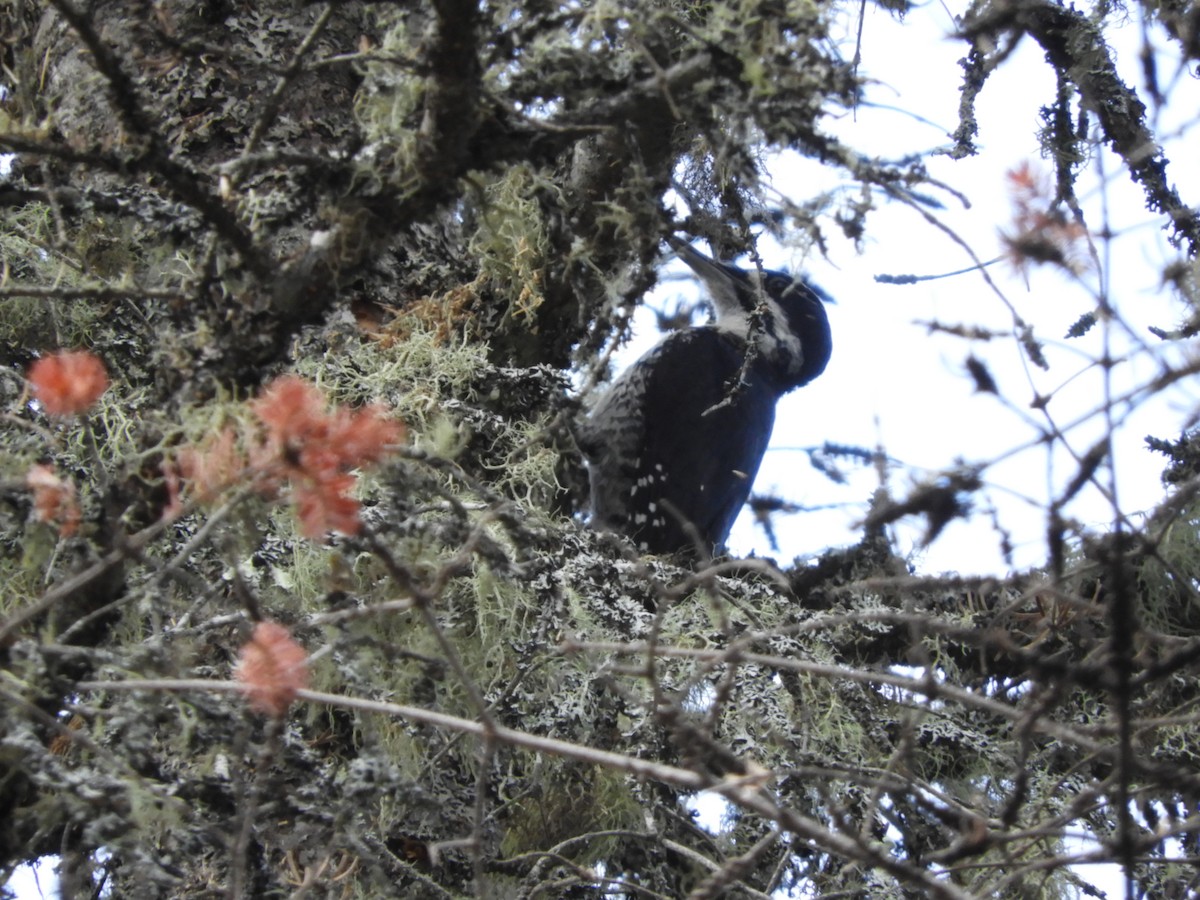 Black-backed Woodpecker - ML252352261