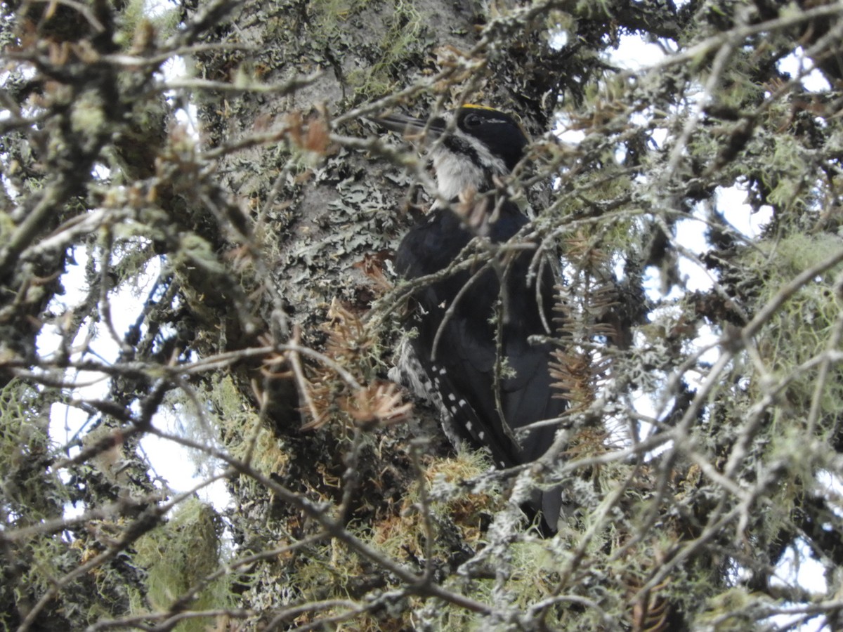 Black-backed Woodpecker - Lisa Scheppke