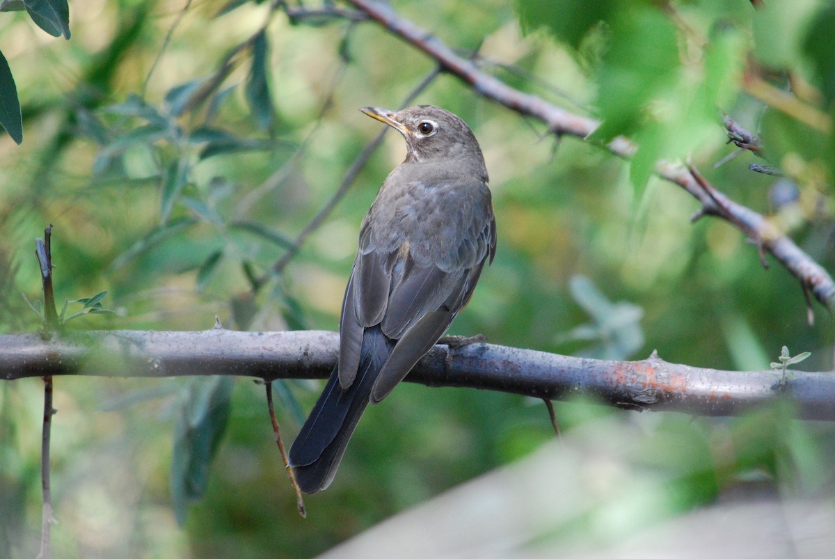 American Robin - ML252354001