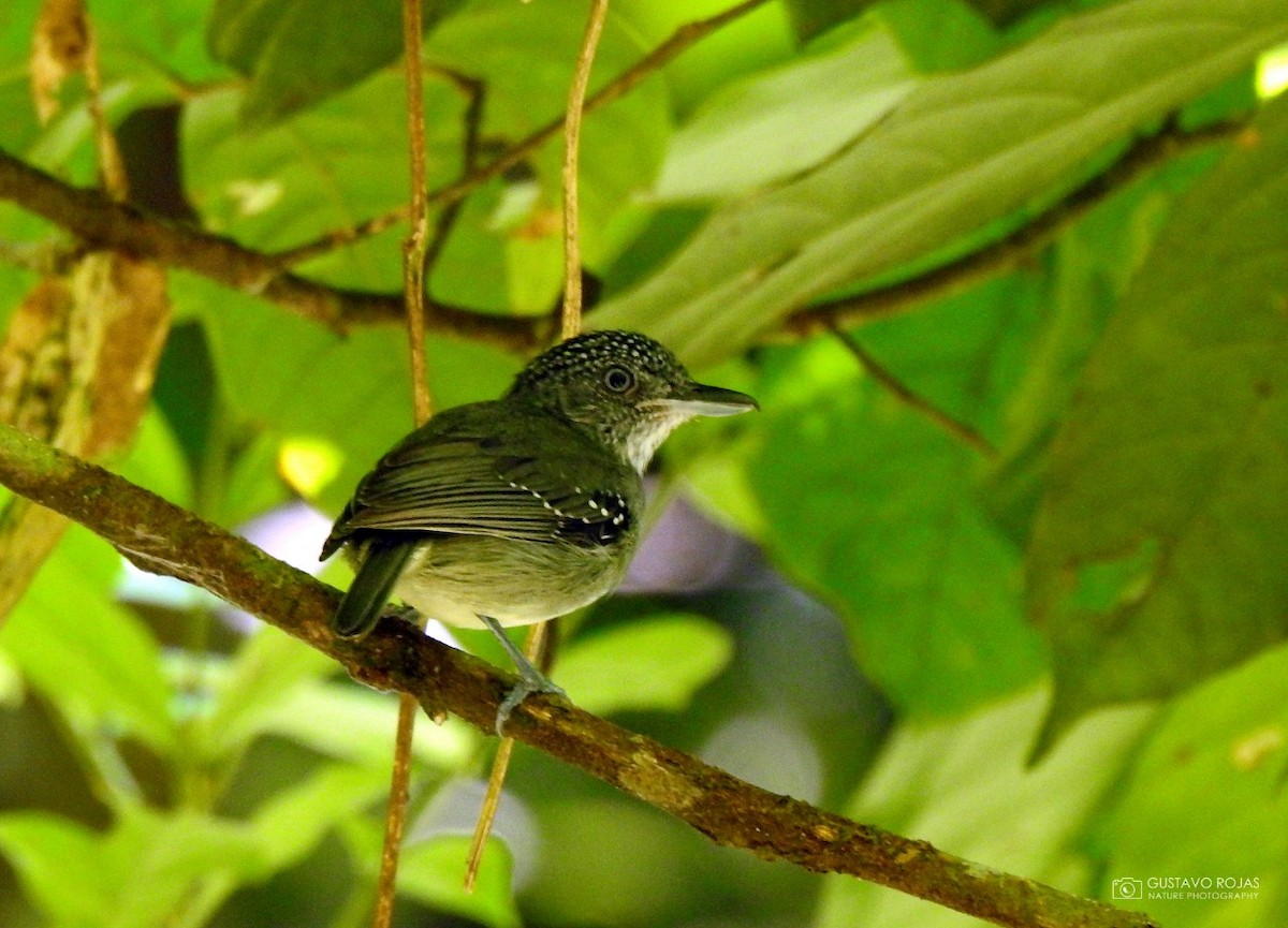 Spot-crowned Antvireo - ML252356281