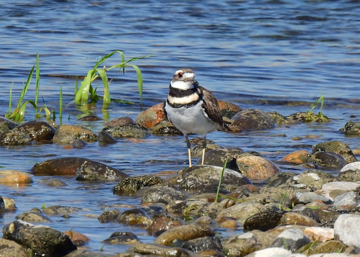 Killdeer - Betsy Taylor