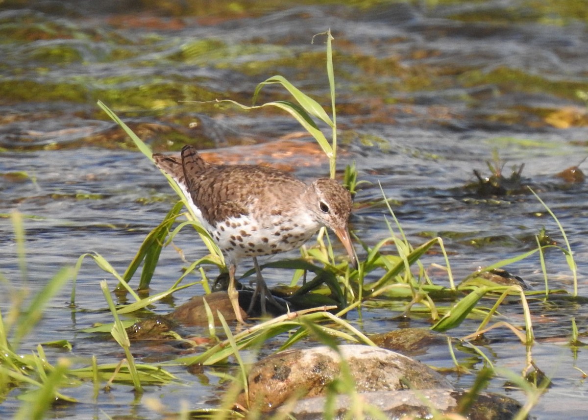 Spotted Sandpiper - ML252357611