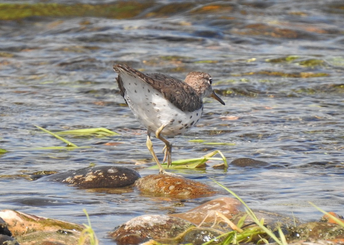 Spotted Sandpiper - ML252357661