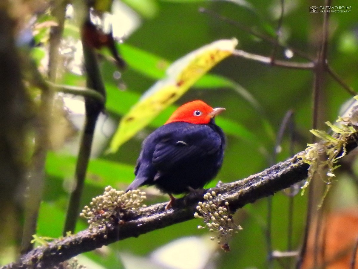 Red-capped Manakin - ML252357951