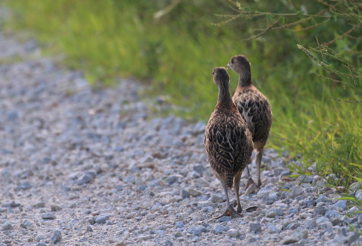 Ring-necked Pheasant - ML252360541