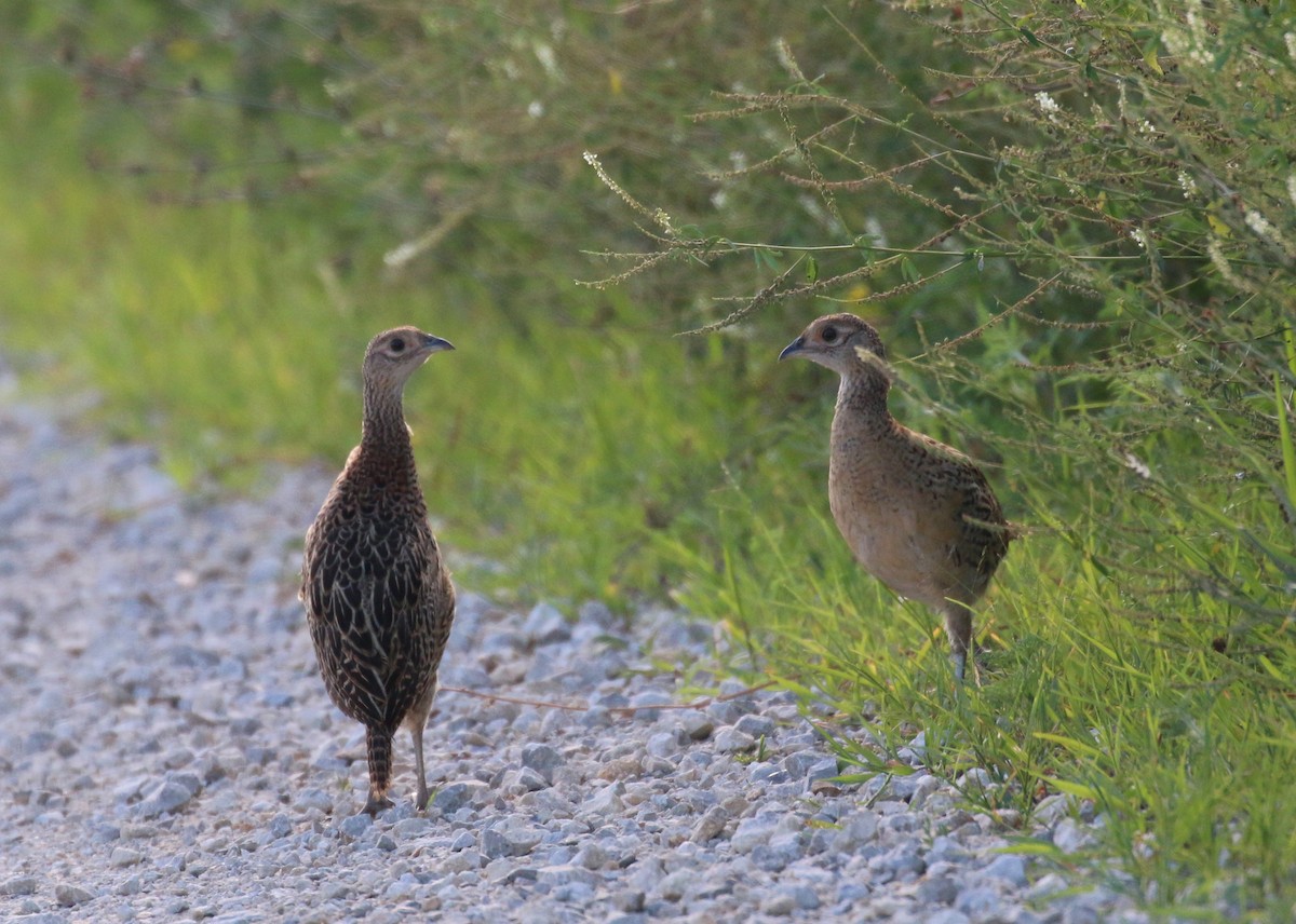 Ring-necked Pheasant - ML252360551