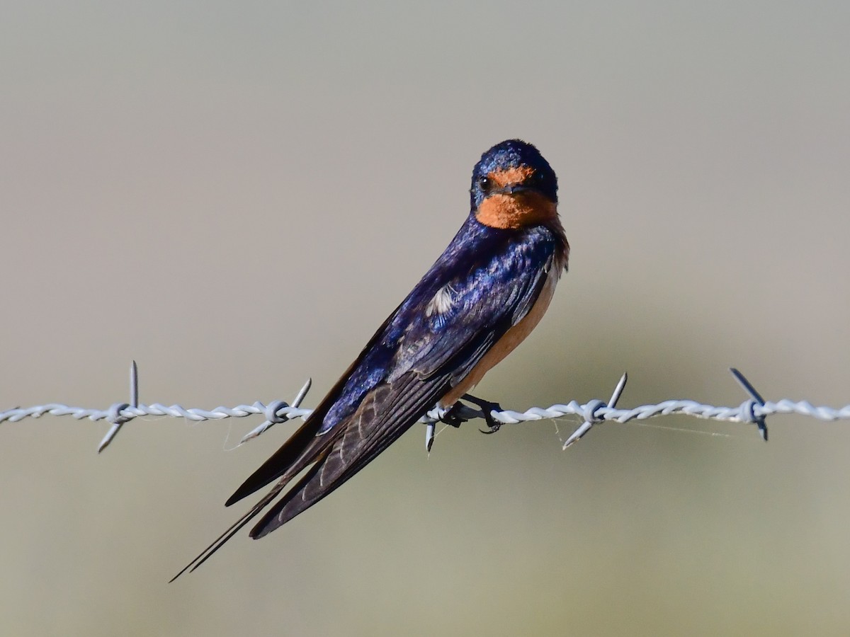 Barn Swallow - John Verity