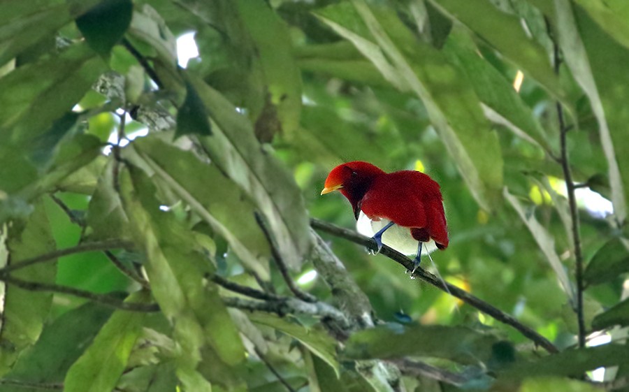 Königsparadiesvogel - ML252364051