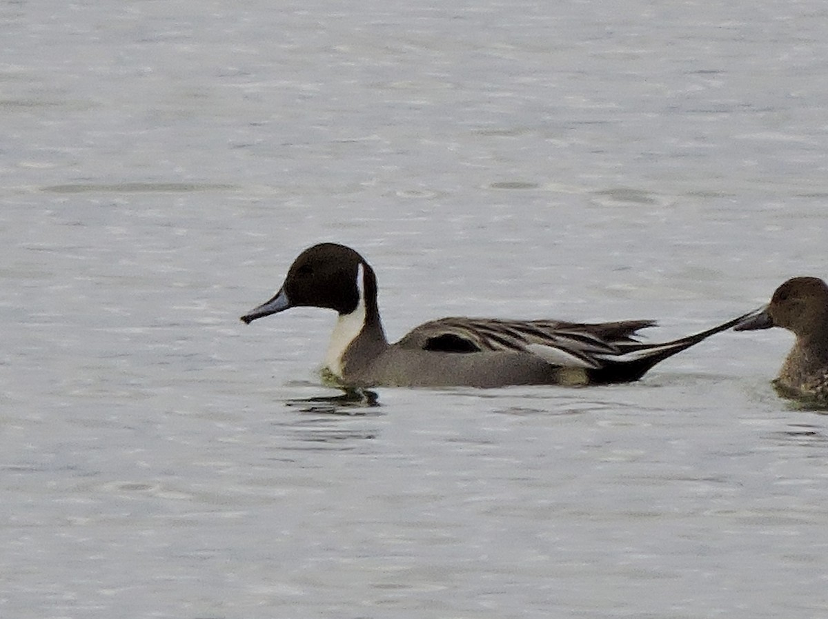 Northern Pintail - ML25236681