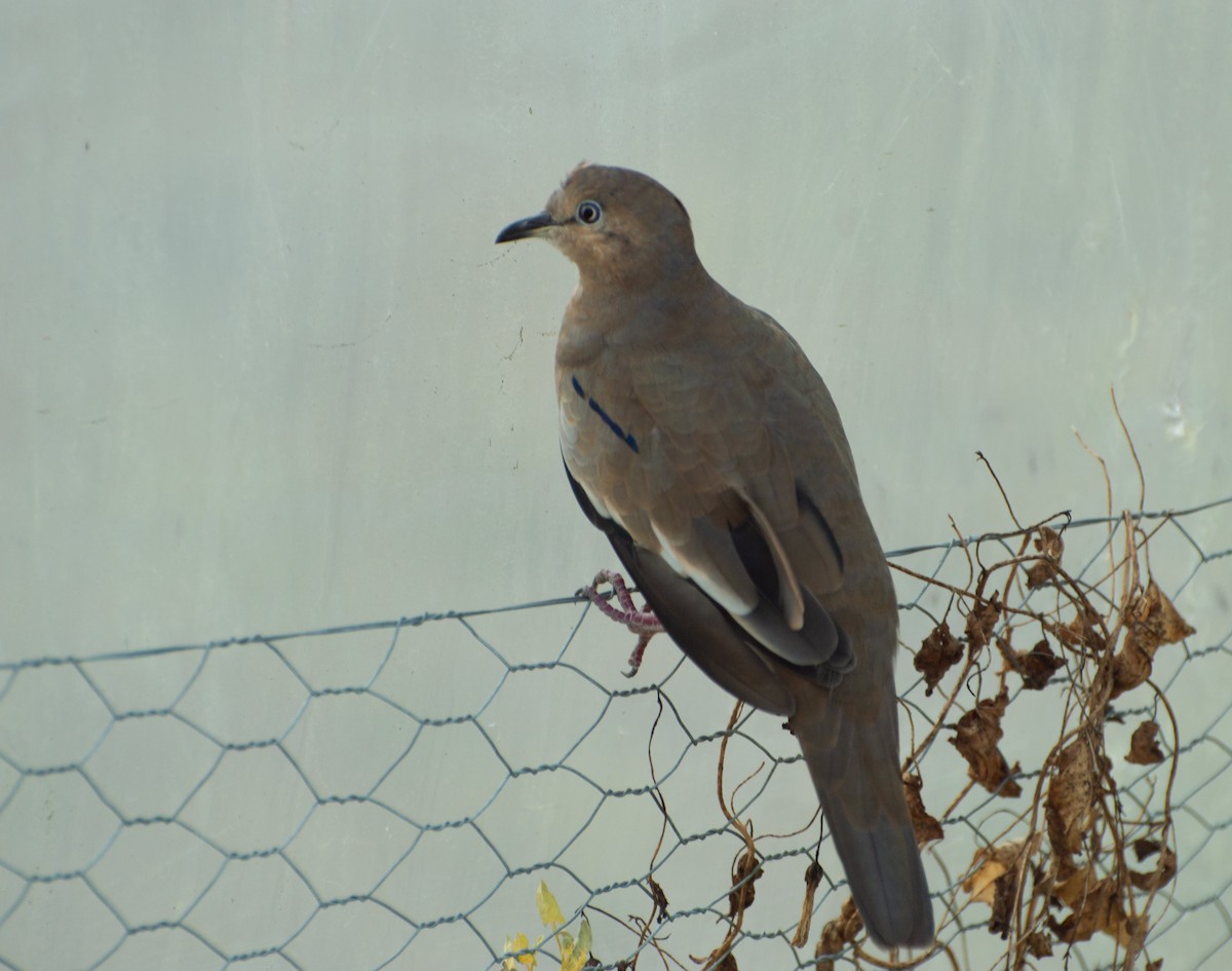 Picui Ground Dove - ML252367821