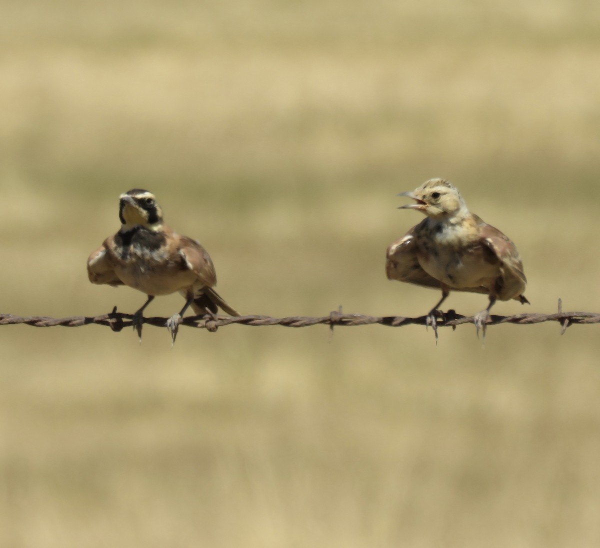 Horned Lark - George Chrisman