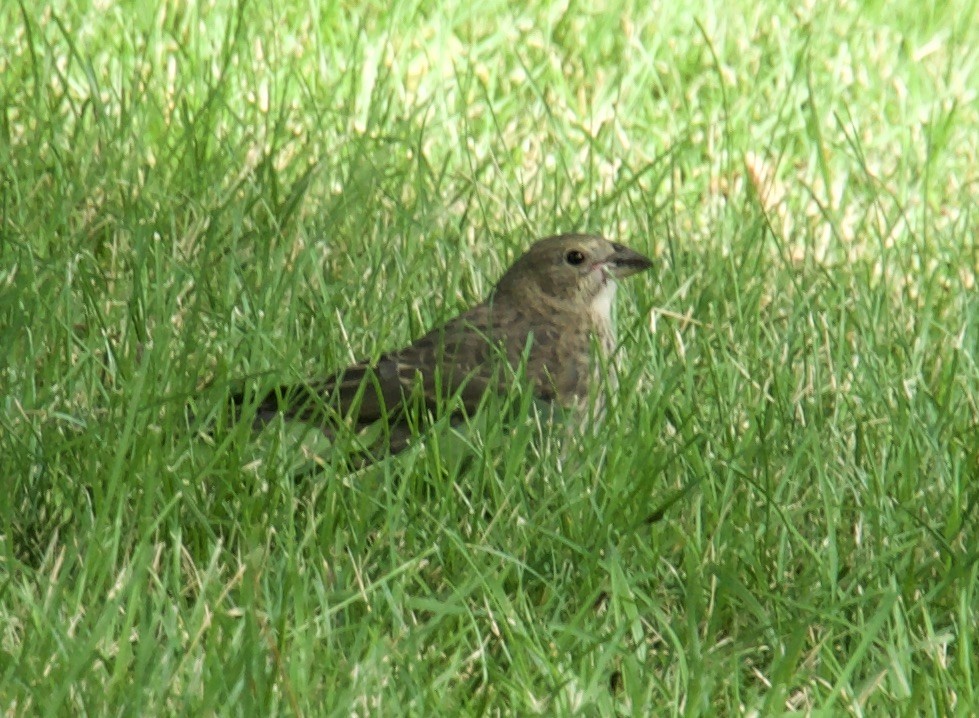 Brown-headed Cowbird - ML252372341