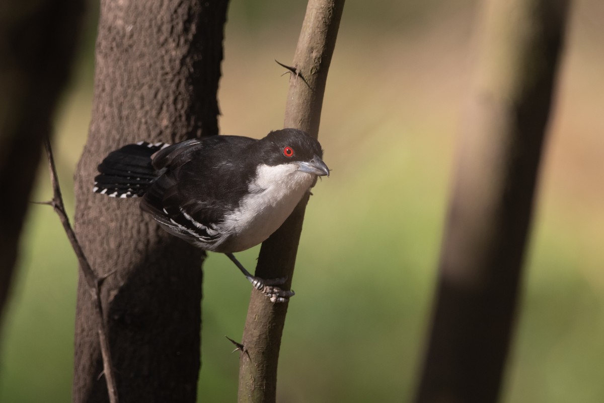 Great Antshrike - ML252372561