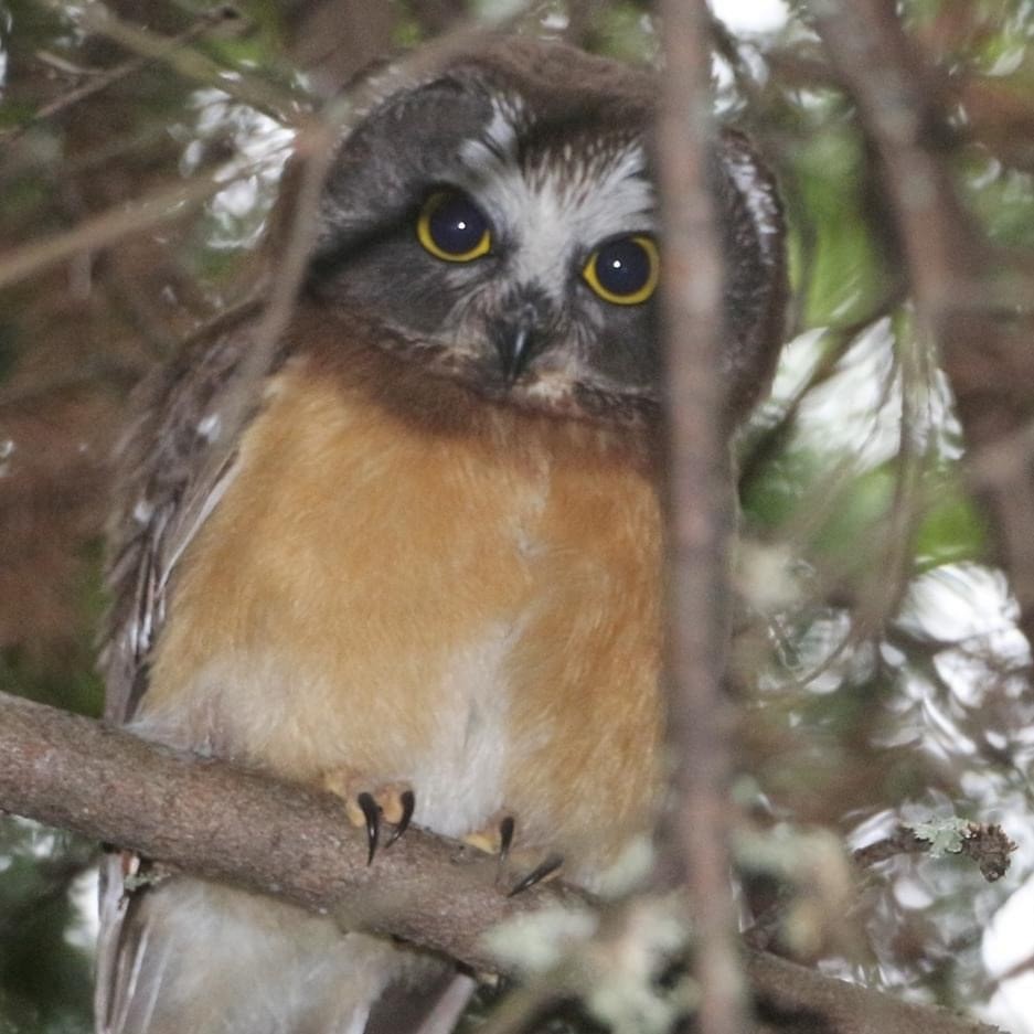 Сич північний - ML252373441