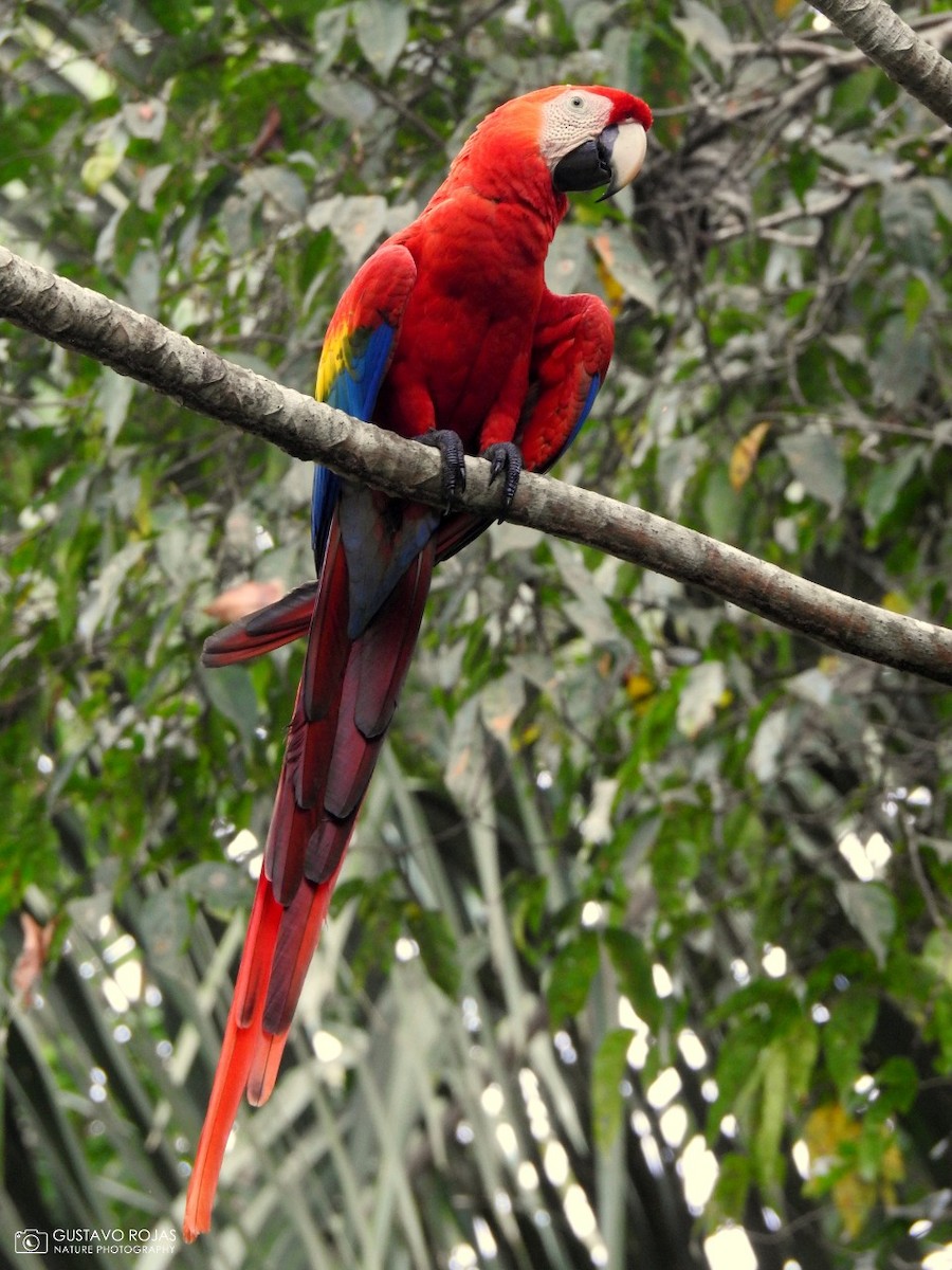 Scarlet Macaw - ML252373721