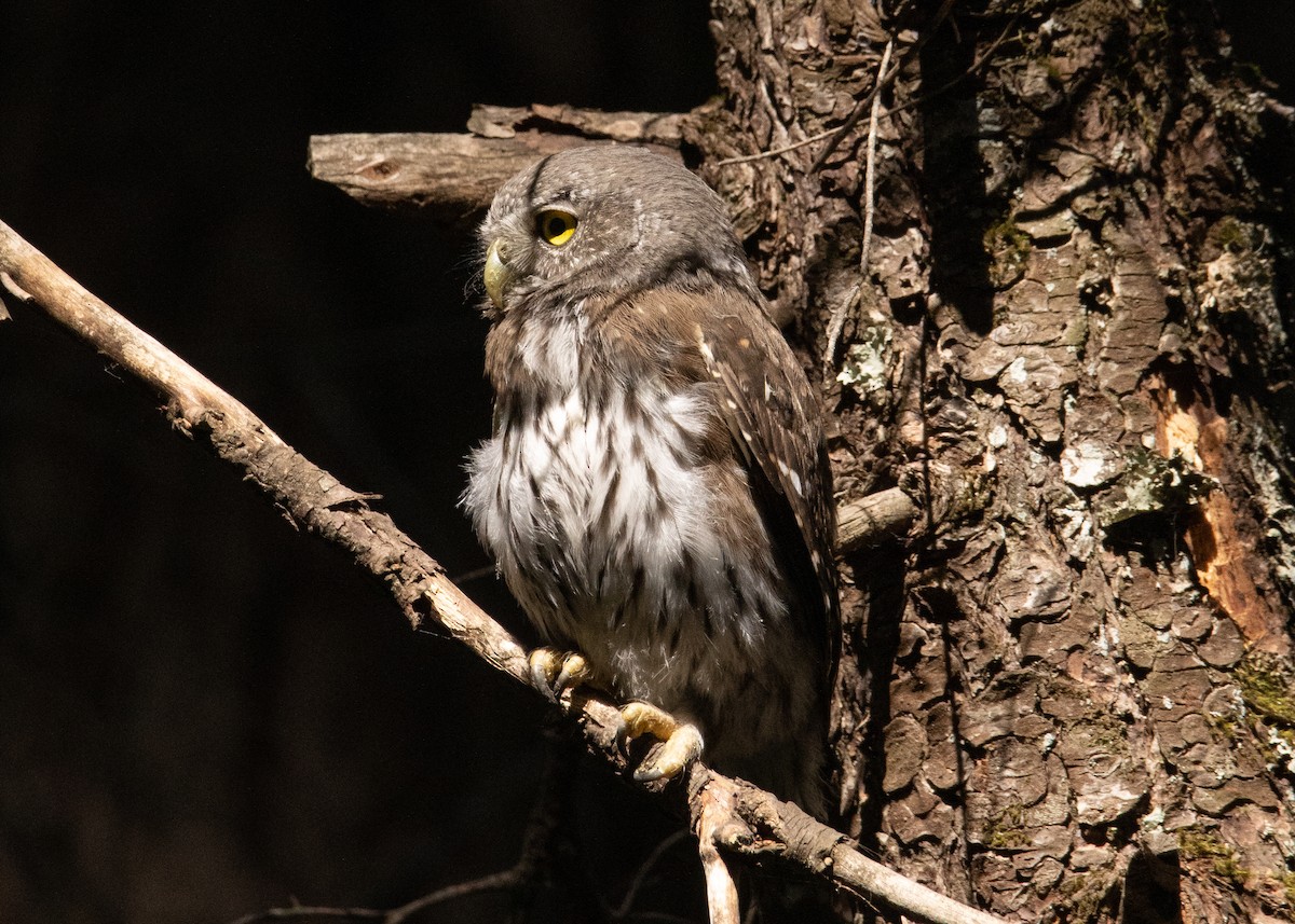 Northern Pygmy-Owl - Liam Huber