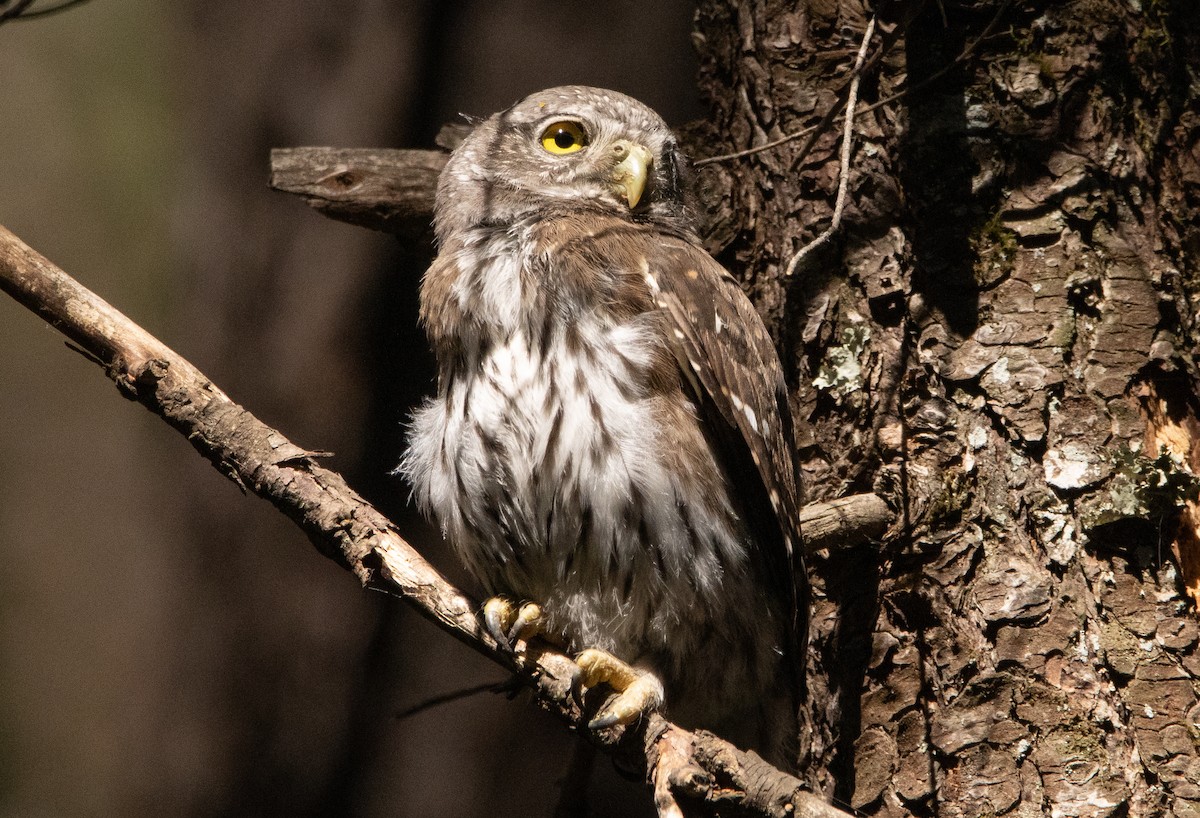 Northern Pygmy-Owl - ML252373761