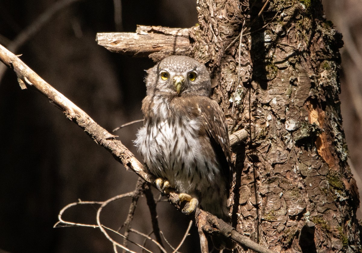 Northern Pygmy-Owl - ML252373811