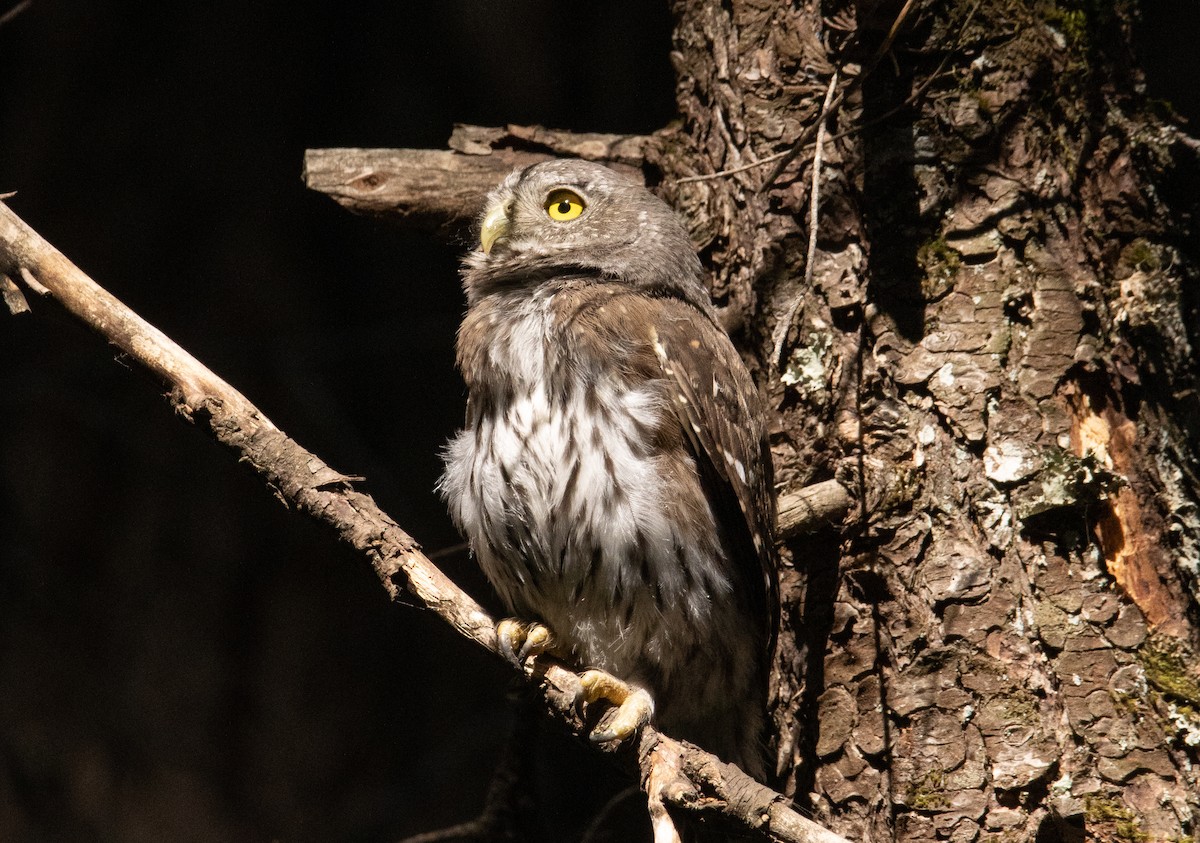 Northern Pygmy-Owl - ML252373821