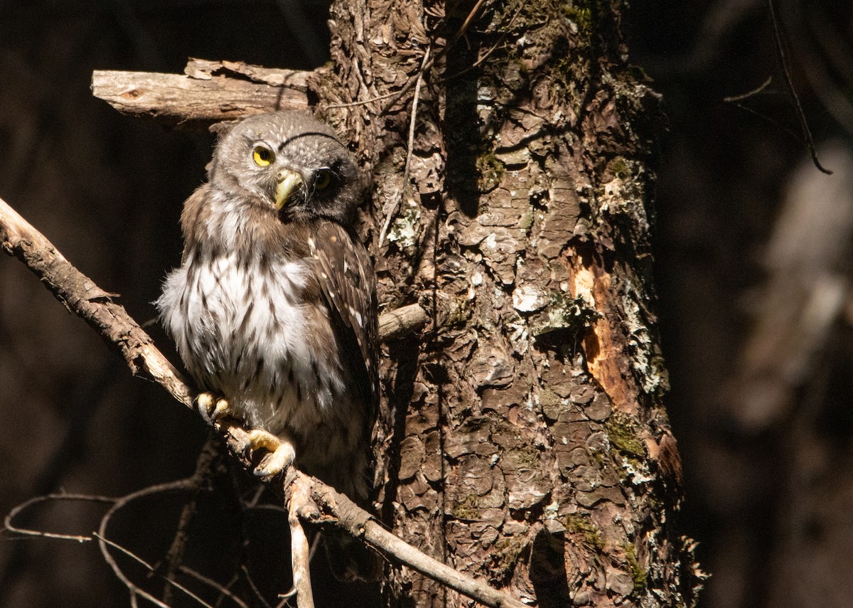 Northern Pygmy-Owl - ML252373841