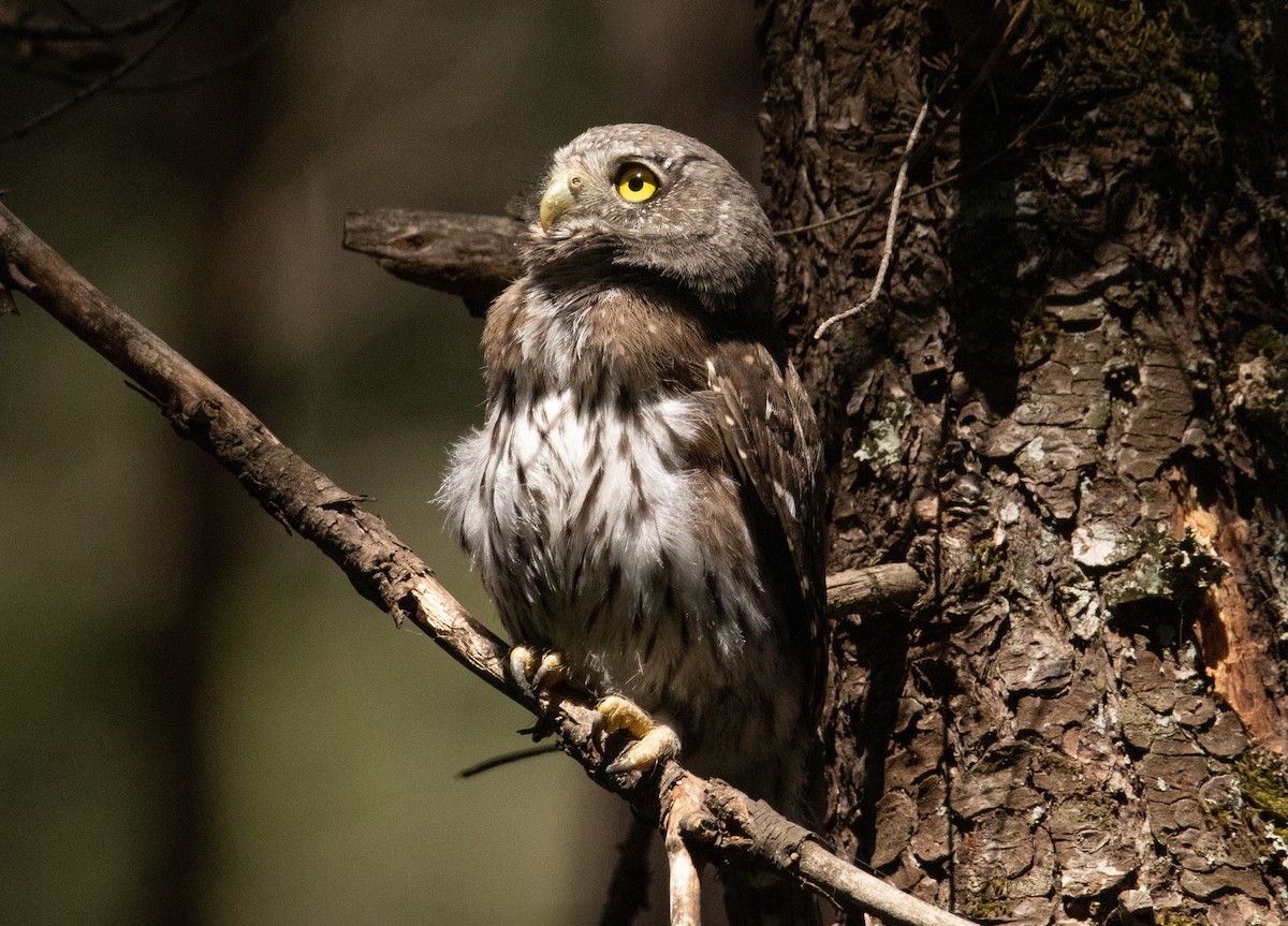 Northern Pygmy-Owl - ML252373851