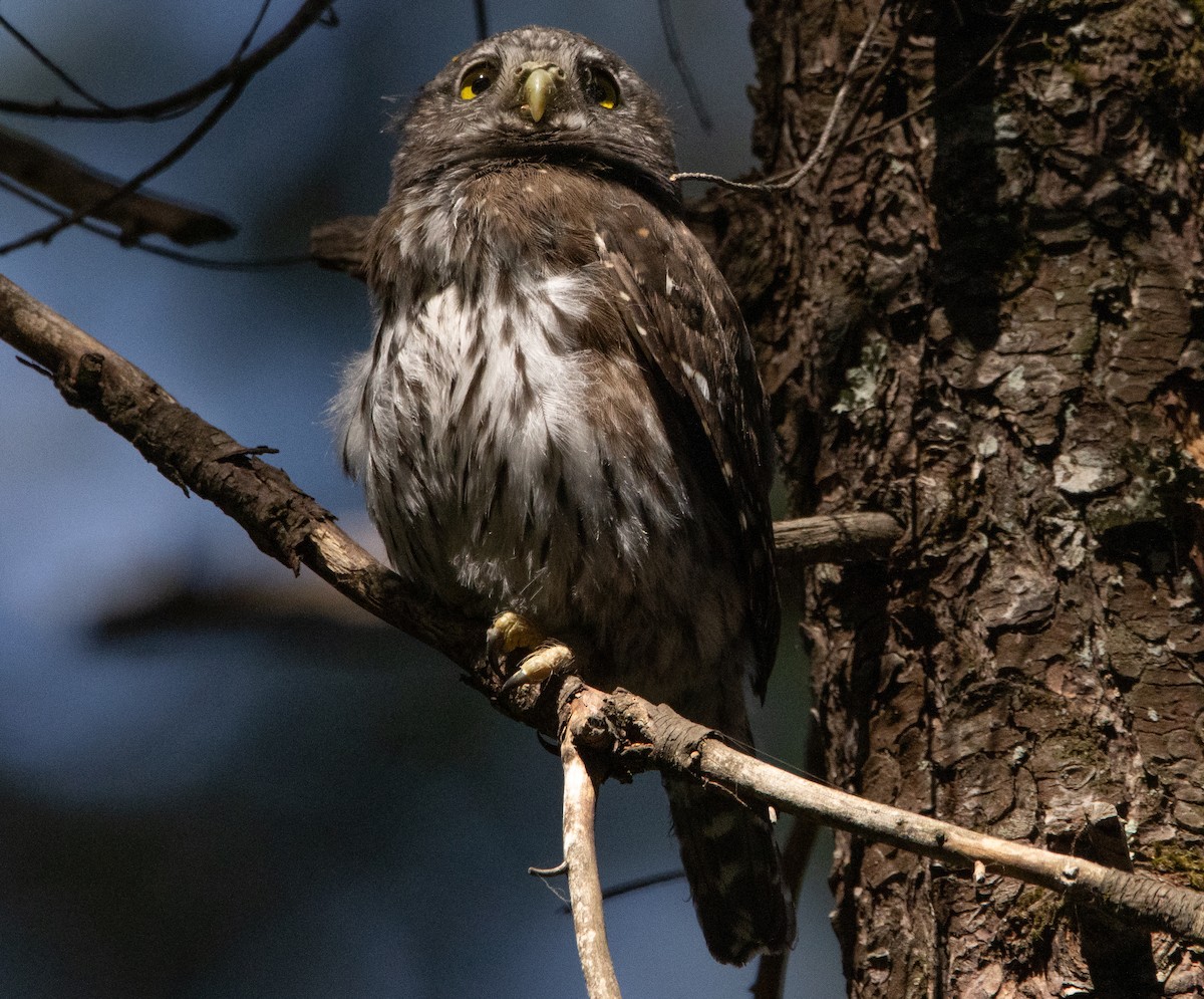 Northern Pygmy-Owl - ML252374021