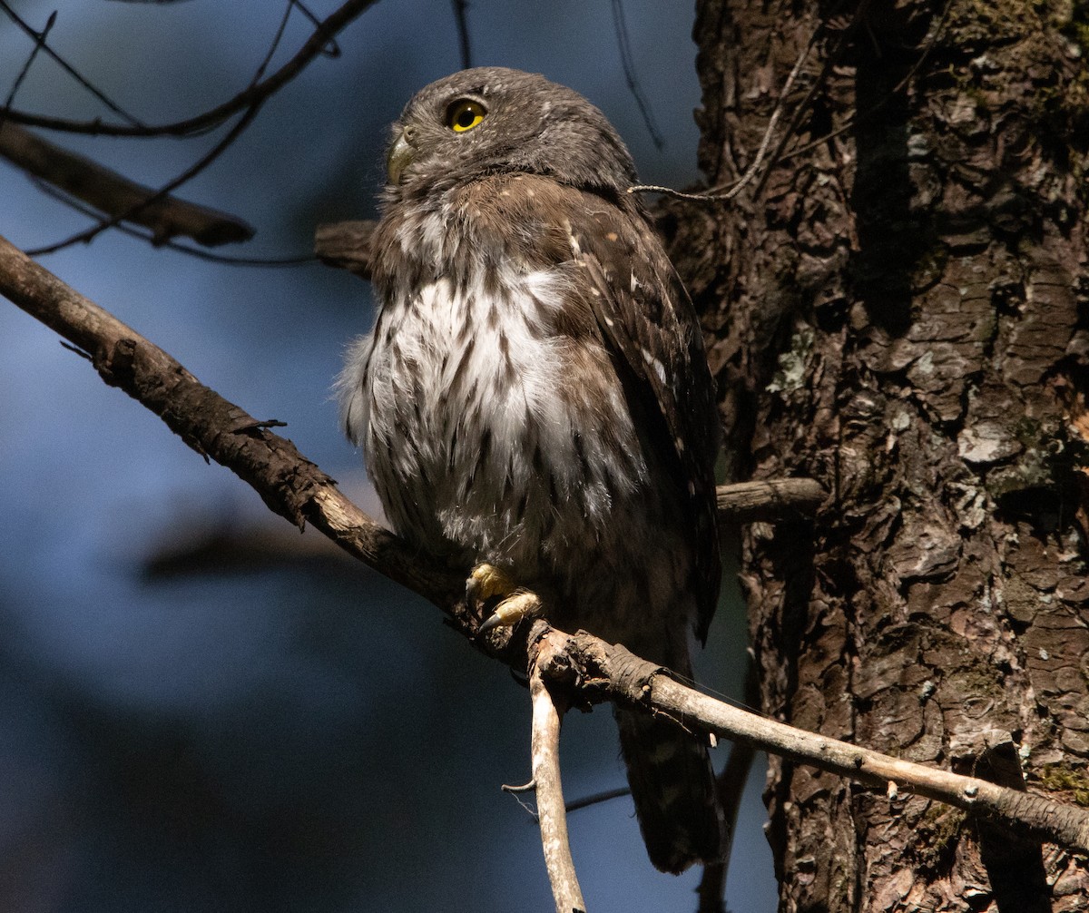 Northern Pygmy-Owl - ML252374071