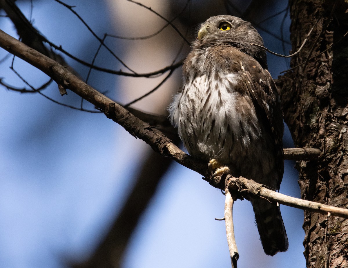 Northern Pygmy-Owl - Liam Huber