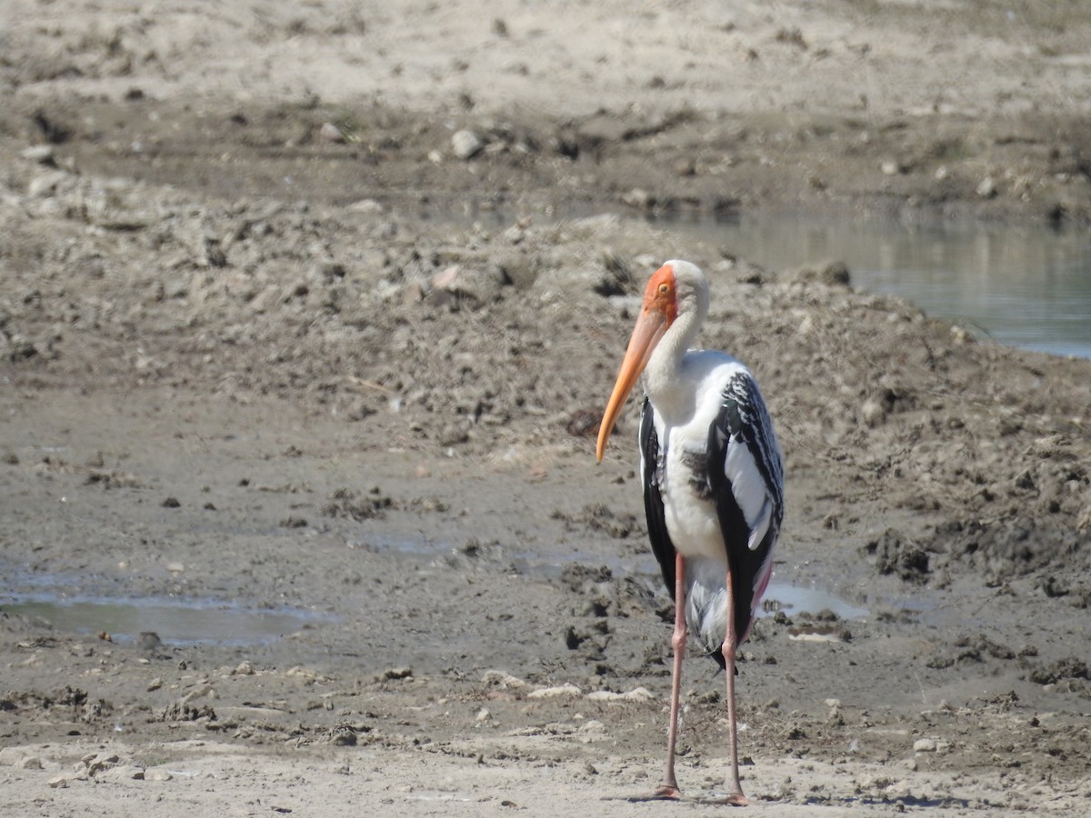 Painted Stork - marti ikehara