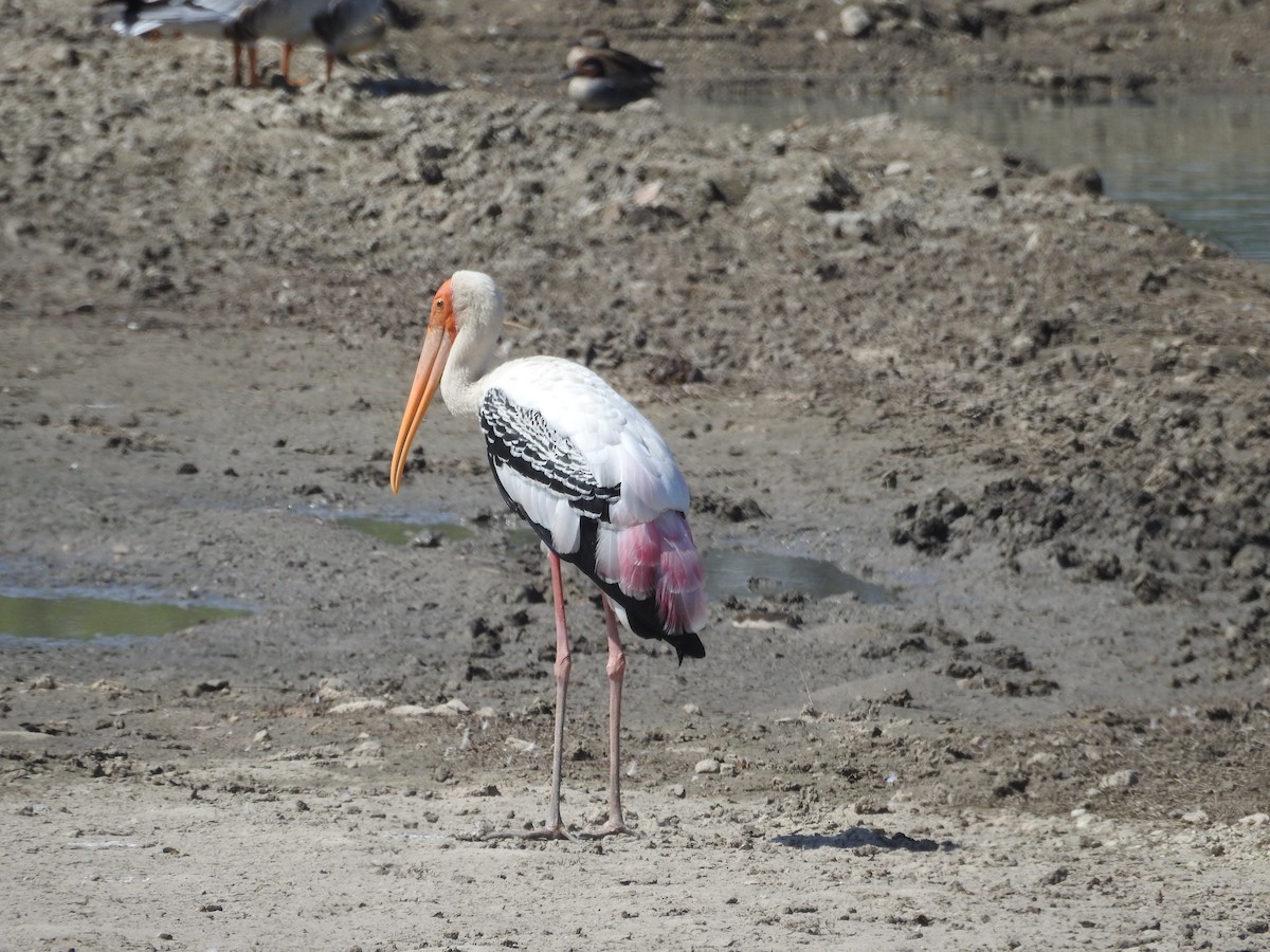 Painted Stork - marti ikehara