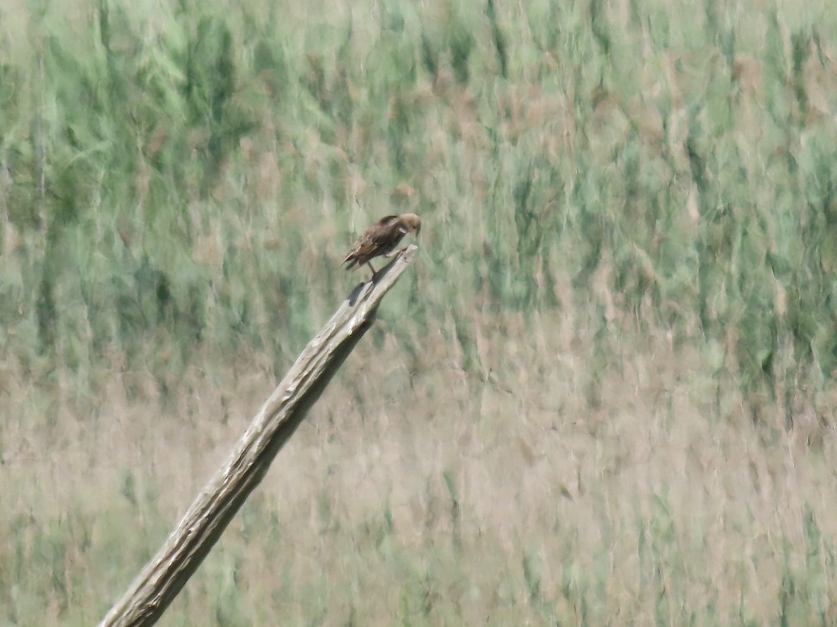 European Starling - ML252376001