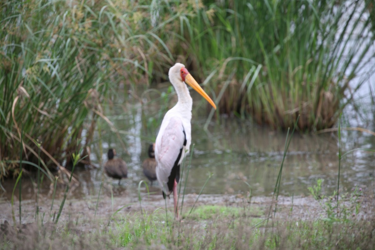 Yellow-billed Stork - ML252376151