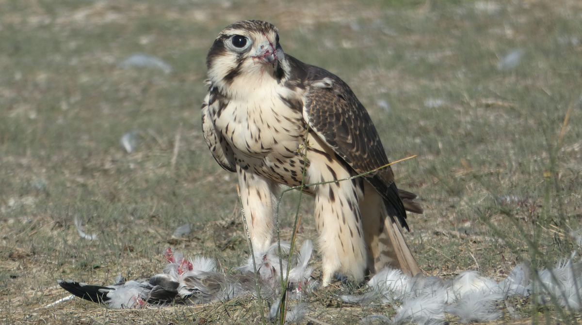 Prairie Falcon - ML252376581