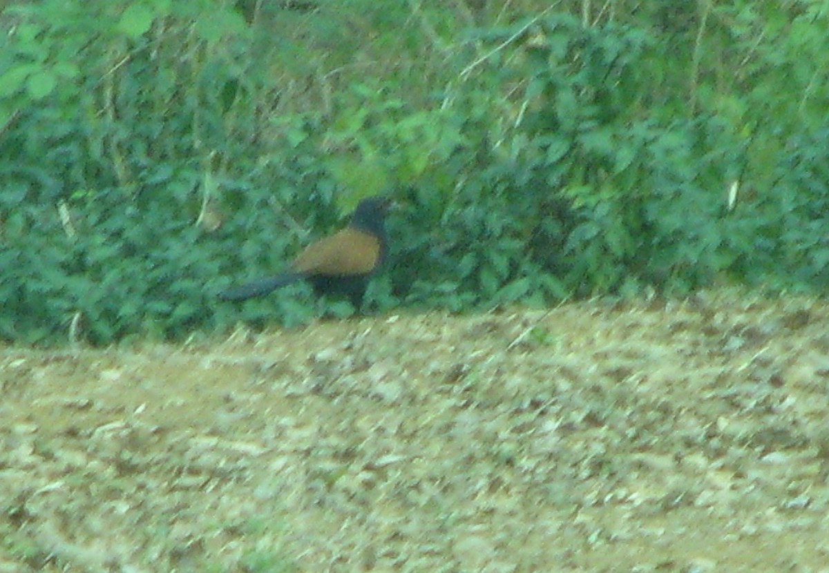 Greater Coucal - ML25237761