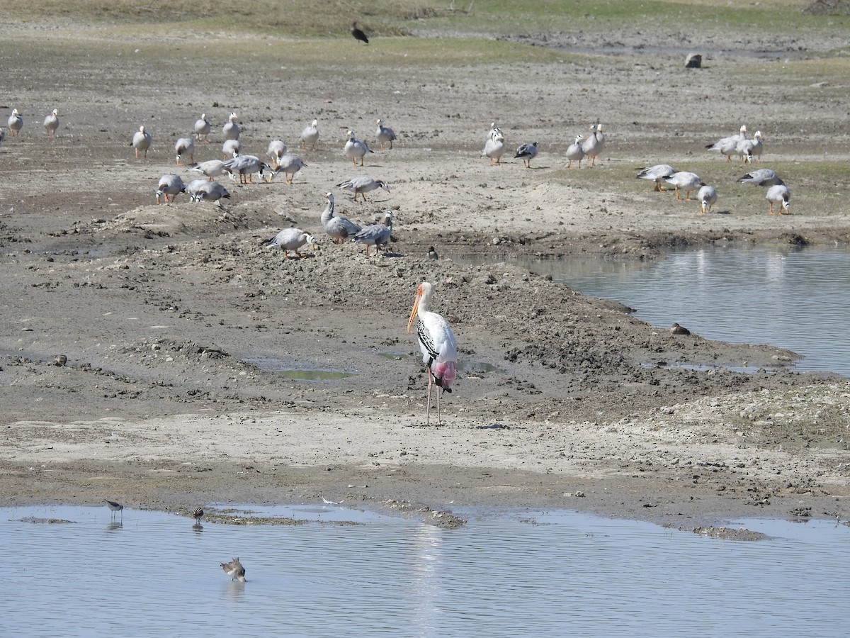 Bar-headed Goose - marti ikehara