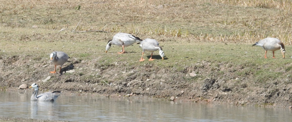 Bar-headed Goose - marti ikehara