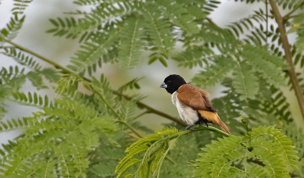 Hooded Munia - Peter Ericsson