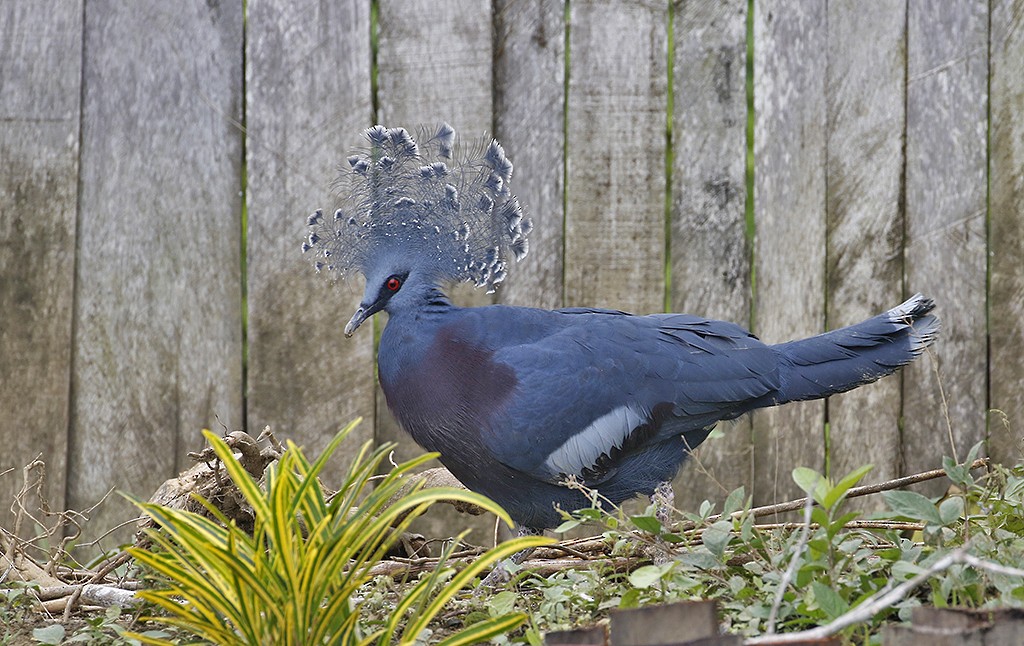 Victoria Crowned-Pigeon - ML252381871