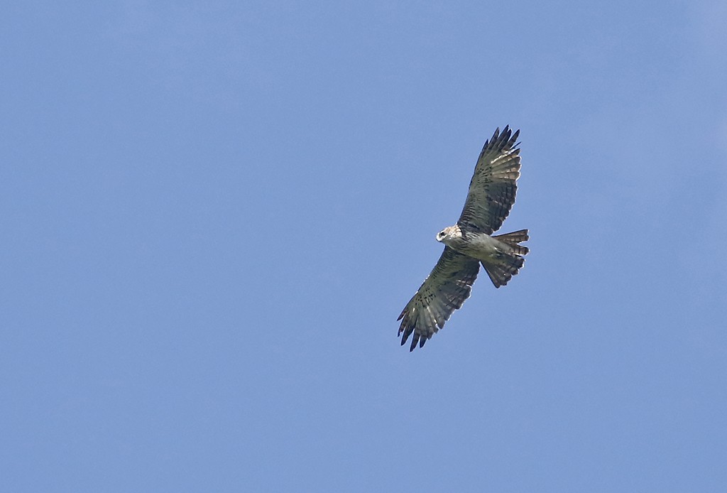 Pygmy Eagle - ML252381941