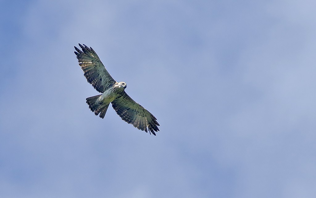 Pygmy Eagle - ML252381951