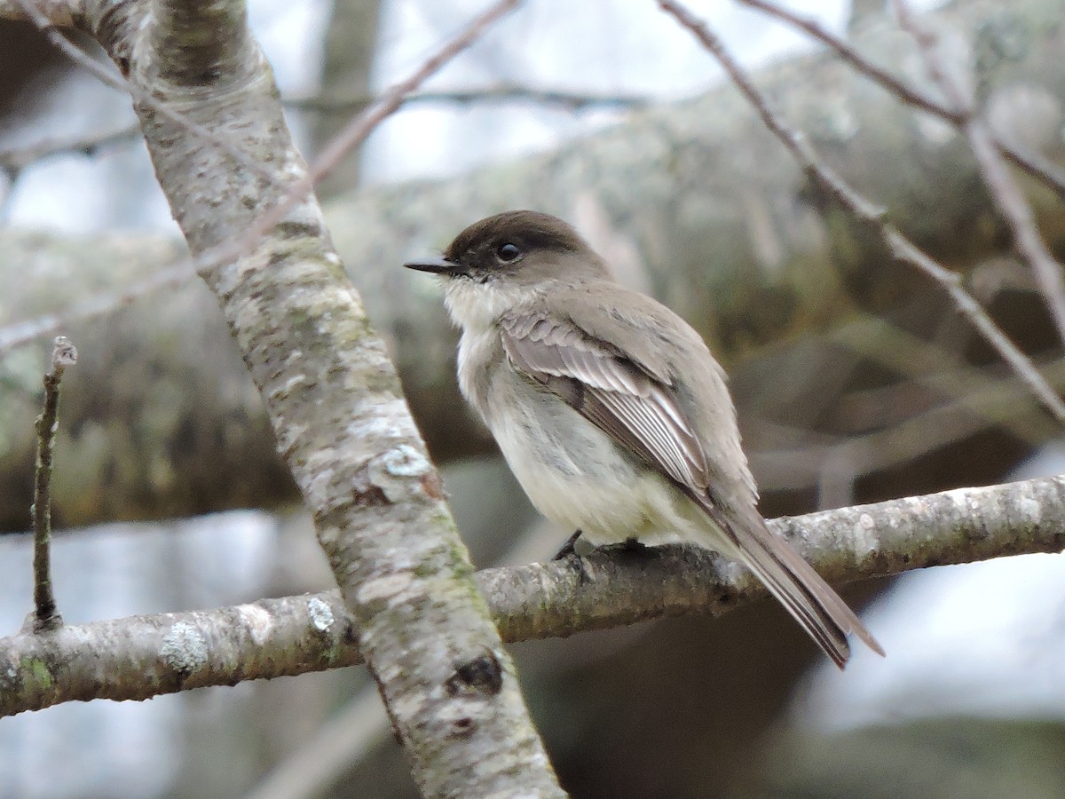 Eastern Phoebe - S. K.  Jones