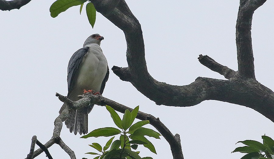 Gray-headed Goshawk - ML252382281