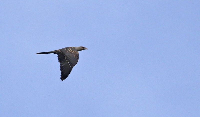 Channel-billed Cuckoo - ML252382641