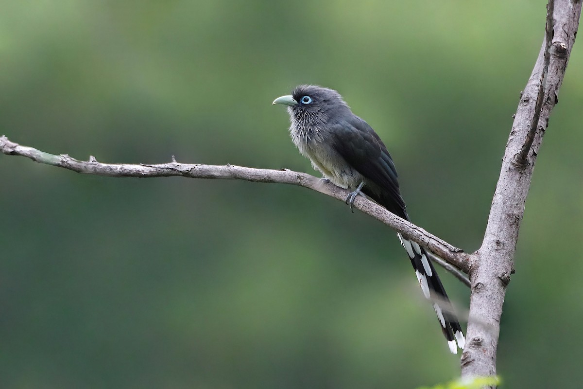 Blue-faced Malkoha - ML252382901