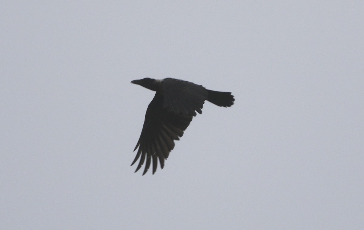 Collared Crow - ML252383001